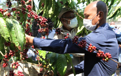 PRODUÇÃO DE CAFÉ EM ANGOLA PRECISA DE MAIS DE USD 150 MILHÕES